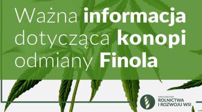 Ważna informacja dotycząca konopi odmiany Finola