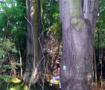 Grupa drzew Buk pospolity odmiana purpurowa. Rośnie na terenie zabytkowego parku w Zebrzydowej